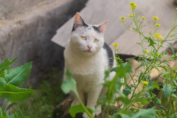 Cute outdoor white and black cat with yellow eyes sitting among green plants and yellow flowers.