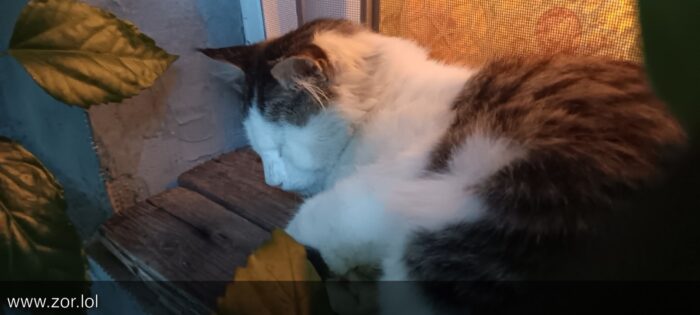 Relaxing white and gray cat sleeping on wooden surface surrounded by lush green leaves at night.