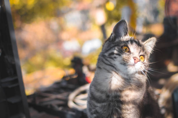 Beautiful gray tabby cat with golden eyes in an autumn outdoor scene.