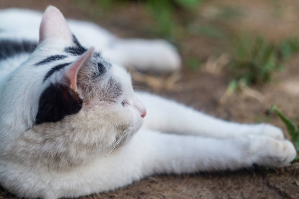 Relaxed white and black cat lounging outdoors on sunny grass, showcasing peacefulness and natural beauty.