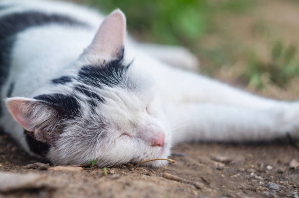 Relaxing white and black cat resting outdoors in a peaceful garden setting.