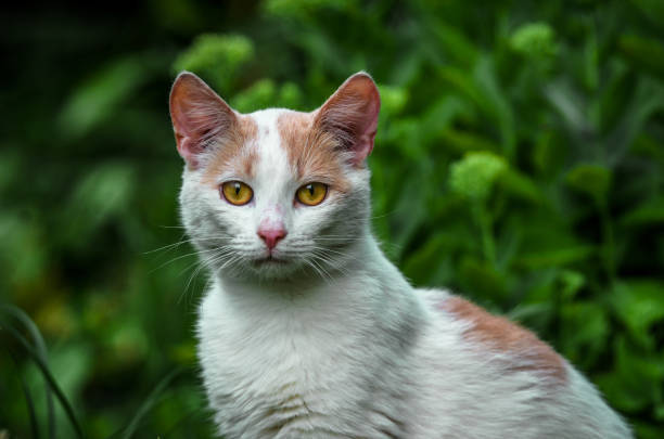 Beautiful white and orange cat with yellow eyes in lush garden greenery.