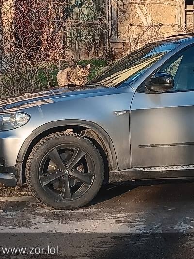 Silver SUV with a relaxed tabby cat on the hood in a rural garden setting.