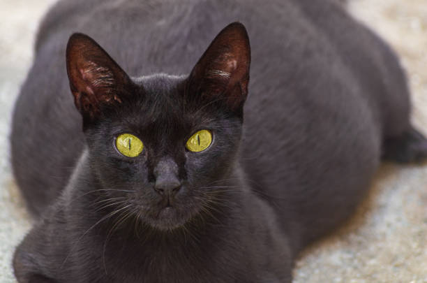 Black cat with bright yellow-green eyes resting outdoors, sleek fur, alert and curious demeanor.
