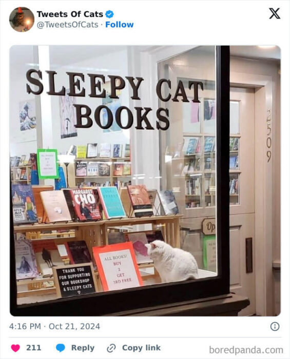 Cozy bookstore Sleepy Cat Books with a relaxing cat, colorful books, and special promotions.
