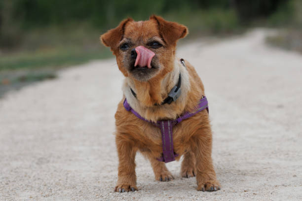 Small fluffy dog with purple harness licking lips on gravel trail in lush outdoor setting.