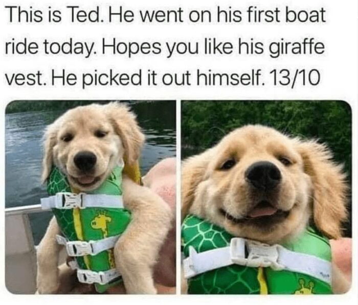 Adorable golden retriever puppy Ted enjoying his first boat ride in a bright giraffe-patterned life vest.