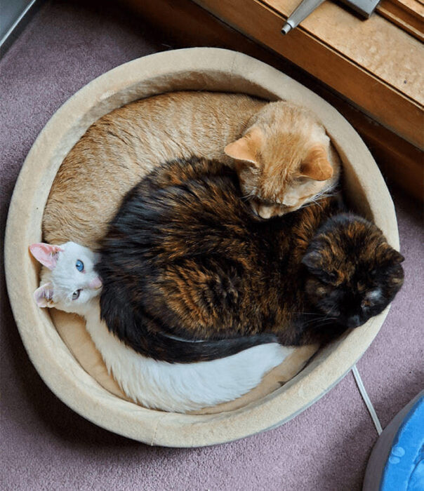 Three adorable cats cuddling in a cozy pet bed, demonstrating feline friendship and relaxation at home.