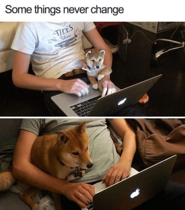 Vintage and modern photos of a person and their growing Shiba Inu dog at home.