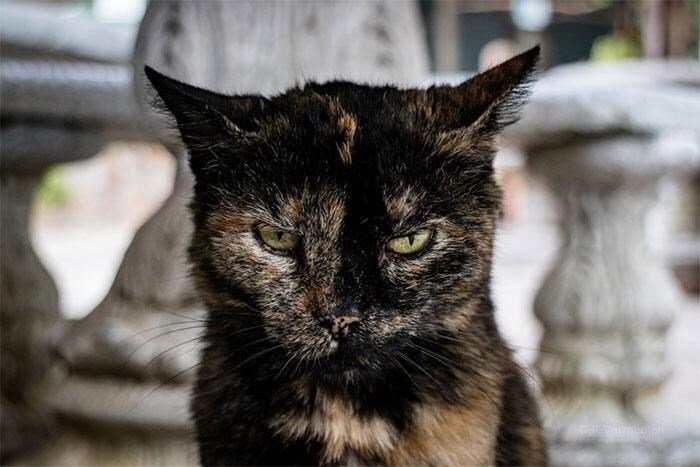 Close-up of a fierce tortoiseshell cat with piercing green eyes and rugged outdoor personality.