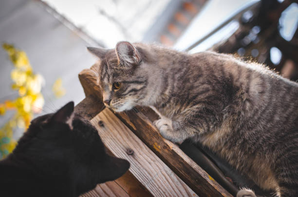 Two cats, gray tabby and black, bonding outdoors on a sunny wooden structure.