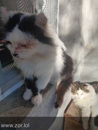 Two fluffy cats relaxing outdoors on a sunny porch with a cozy, peaceful atmosphere.