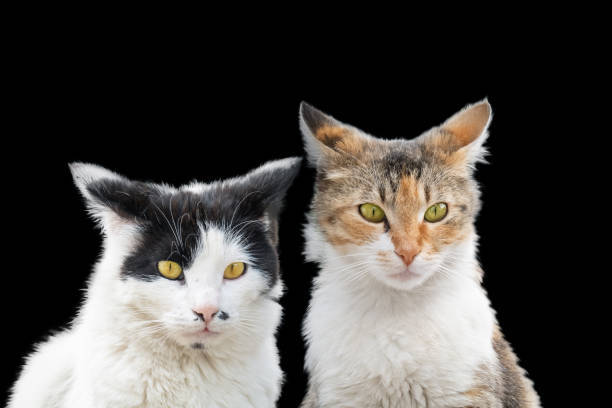 Two cute cats with colorful fur and bright eyes face each other against a black background.