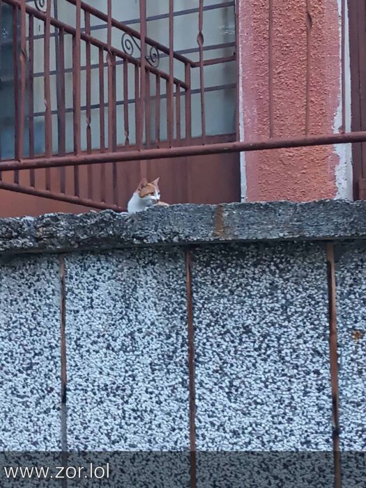 Urban cat perched on concrete wall near building with metal railing and windows.