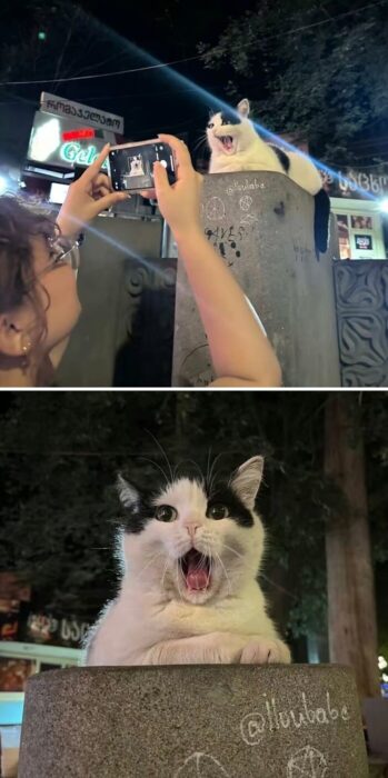 Person taking a photo of yawning white and black urban street cat at night.