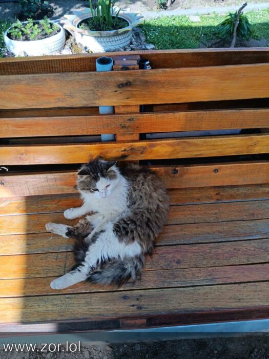Relaxing white and brown cat on rustic wooden bench in sunny outdoor garden.