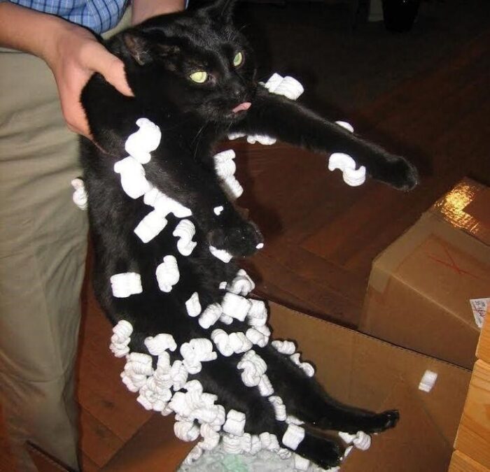 Black cat covered in packing peanuts being held up with a surprised expression.