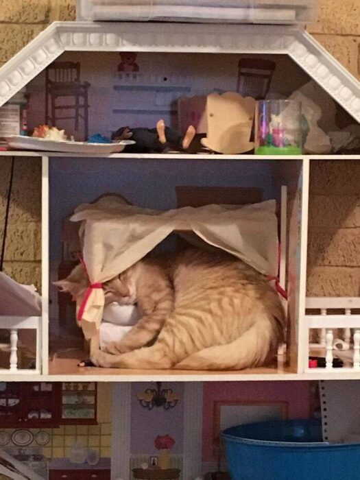Cute orange tabby cat napping inside colorful dollhouse with miniature furniture and whimsical décor.