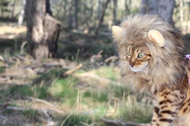 Whimsical Bengal cat with lion mane in forest, cute animal costume, lush natural background.