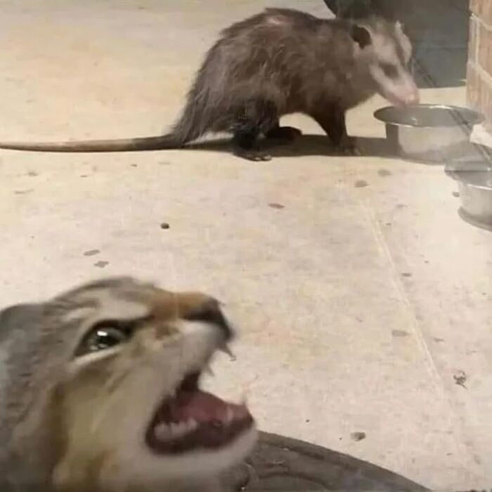 Curious cat scolds oblivious opossum eating in backyard during twilight.