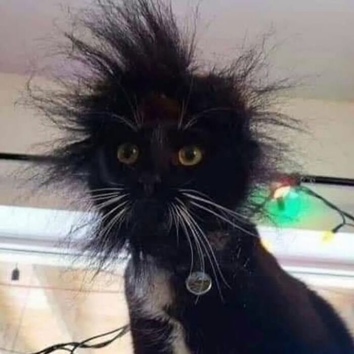 Black cat with wild, frizzy hair and striking yellow eyes in cozy indoor setting.