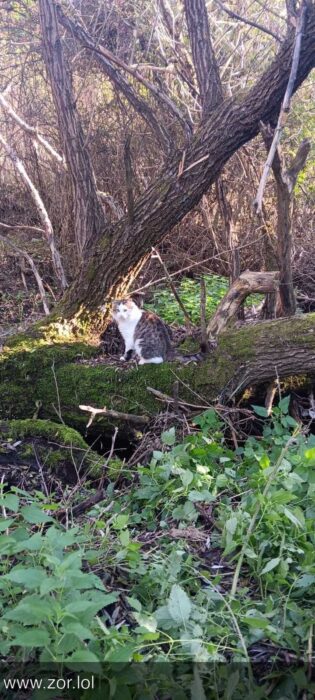 Wild forest cat perched on mossy log amid lush green foliage and dense woodland scenery.