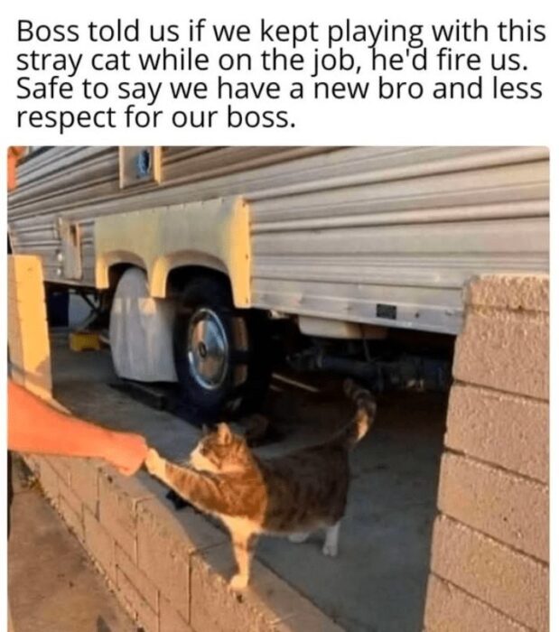 Worker bonding with a playful stray cat at a construction site during sunset.