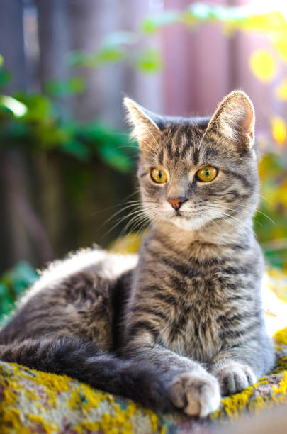 Relaxed tabby cat with green eyes resting on vibrant, outdoor greenery.