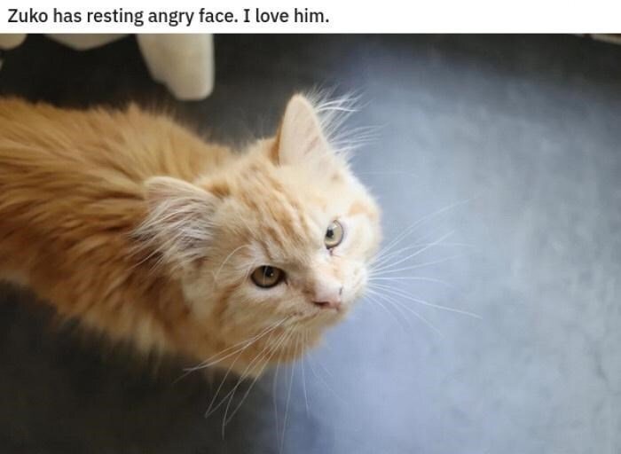 Cute orange cat Zuko with resting angry face and striking golden eyes.